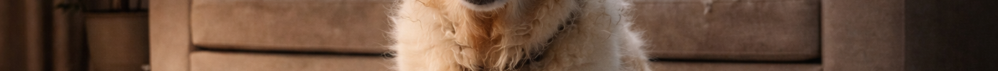🐶 STRES PRI PSIH: TIHI PROBLEM, KI GA LASTNIKI PREPOGOSTO SPREGLEDAMO