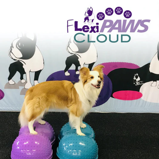 Ravnotežni oblak za vadbo psov