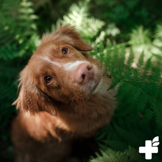 Zdravilno blato za pse za prebavni sistem, 500 g