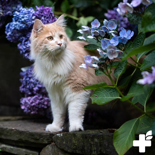 Dezinfekcijsko pršilo proti Giardijam in drugim mikroorganizmom, 250 ml