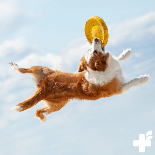 Krmna mešanica za hitro pomoč pri težavah z lenim črevesjem in zaprtostjo za pse, 250 g