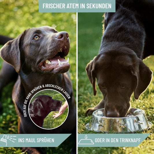 Pršilo za ustno higieno in svež dah, 120 ml