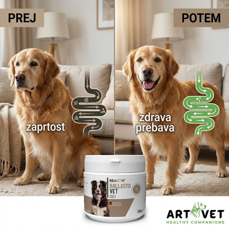 Zaprtost (konstipacija) pri psih – strokovni vodič za skrbnike