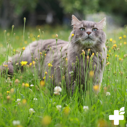 Joint complex for cats, 50 g